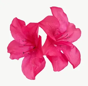 Magenta azalea flower PNG with transparent background, real photo cutout