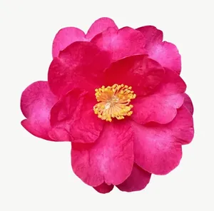 Magenta camellia flower, close-up PNG with transparent background, real photo cutout
