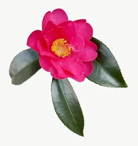 Magenta camellia flower, with stem PNG with transparent background, real photo cutout