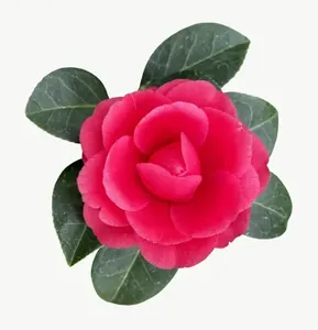Magenta camellia flower, loosely framed PNG with transparent background, real photo cutout