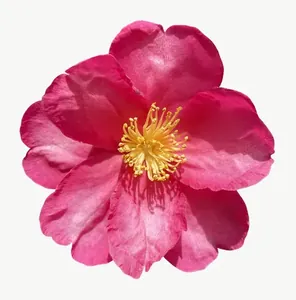 Magenta camellia flower, tall PNG with transparent background, real photo cutout