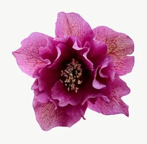 Magenta hellebore flower PNG with transparent background, real photo cutout