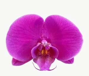 Magenta orchid flower, wide PNG with transparent background, real photo cutout