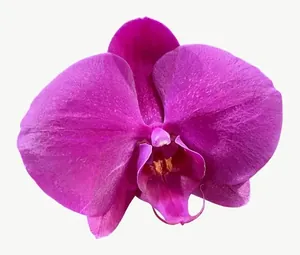Magenta orchid flower, round PNG with transparent background, real photo cutout
