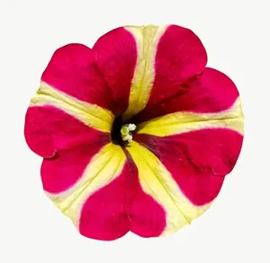 Magenta pansy flower, close-up PNG with transparent background, real photo cutout