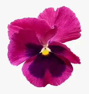 Magenta pansy flower, loosely framed PNG with transparent background, real photo cutout