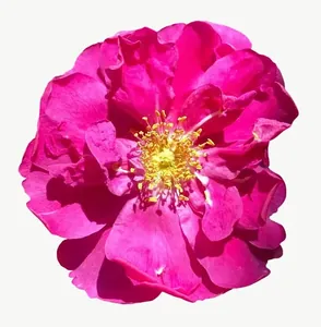 Magenta wild rose flower PNG with transparent background, real photo cutout