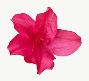 Magenta wildflower, close-up PNG with transparent background, real photo cutout