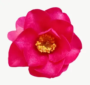 Magenta wildflower, loosely framed PNG with transparent background, real photo cutout