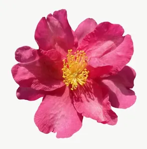 Magenta wildflower, tall PNG with transparent background, real photo cutout