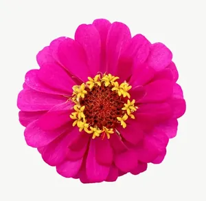 Magenta zinnia flower, close-up PNG with transparent background, real photo cutout