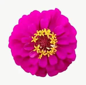 Magenta zinnia flower, loosely framed PNG with transparent background, real photo cutout