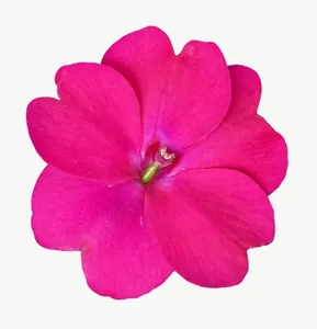 Magenta zinnia flower, tall PNG with transparent background, real photo cutout