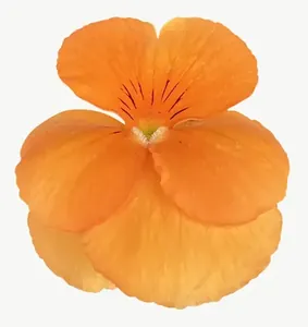 Orange cosmos flower PNG with transparent background, real photo cutout