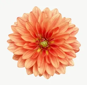 Orange dahlia flower, close-up PNG with transparent background, real photo cutout