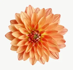 Orange dahlia flower, loosely framed PNG with transparent background, real photo cutout