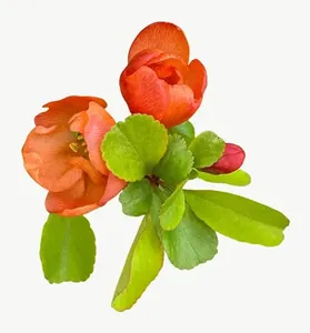 Orange kalanchoe flower PNG with transparent background, real photo cutout