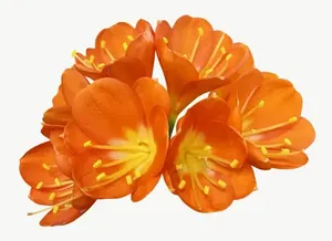 Orange lily flower, wide PNG with transparent background, real photo cutout