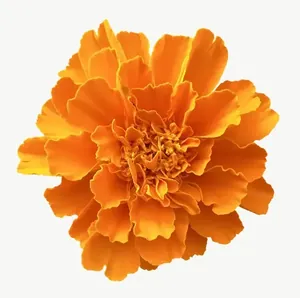 Orange marigold flower PNG with transparent background, real photo cutout