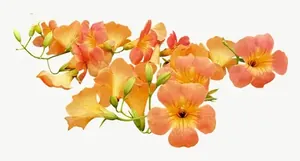 Orange orchid spray flower PNG with transparent background, real photo cutout