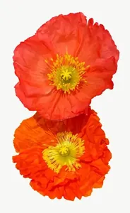Orange poppy flower, tall PNG with transparent background, real photo cutout