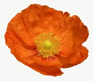 Orange poppy flower, round PNG with transparent background, real photo cutout