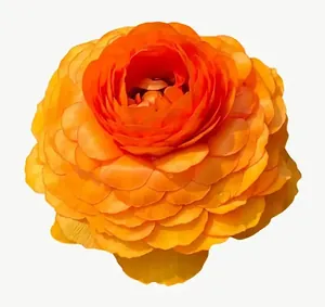 Orange ranunculus flower, close-up PNG with transparent background, real photo cutout