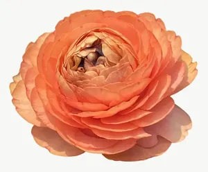 Orange ranunculus flower, loosely framed PNG with transparent background, real photo cutout
