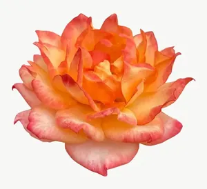 Orange rose flower, close-up PNG with transparent background, real photo cutout