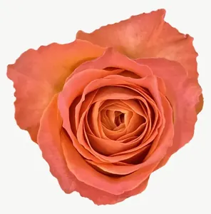 Orange rose flower, loosely framed PNG with transparent background, real photo cutout