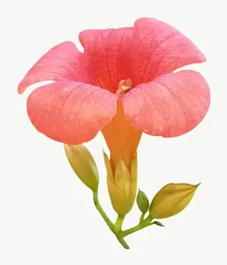 Orange trumpet flower PNG with transparent background, real photo cutout