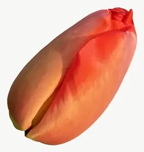 Orange tulip flower PNG with transparent background, real photo cutout