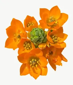 Orange wildflower cluster PNG with transparent background, real photo cutout