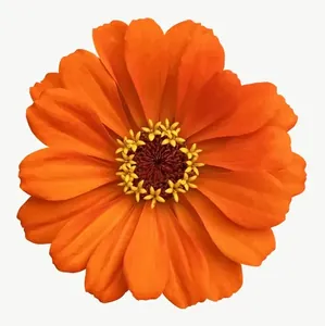 Orange zinnia flower PNG with transparent background, real photo cutout