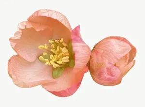 Peach blossom flower PNG with transparent background, real photo cutout