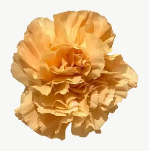 Peach carnation flower, close-up PNG with transparent background, real photo cutout