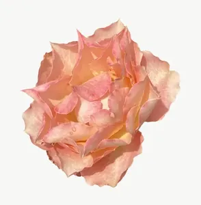 Peach carnation flower, loosely framed PNG with transparent background, real photo cutout