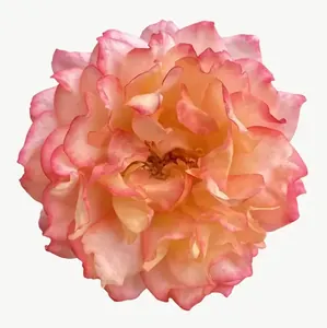Peach carnation flower, tall PNG with transparent background, real photo cutout