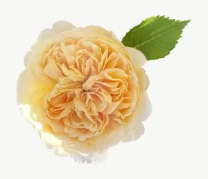Peach garden rose flower PNG with transparent background, real photo cutout