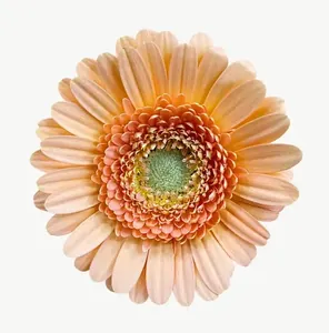 Peach gerbera flower, round PNG with transparent background, real photo cutout