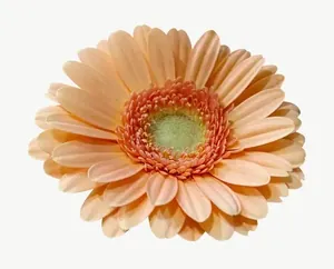 Peach gerbera flower, wide PNG with transparent background, real photo cutout