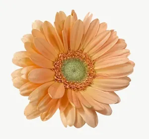 Peach gerbera flower, close-up PNG with transparent background, real photo cutout