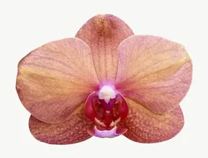 Peach orchid flower PNG with transparent background, real photo cutout