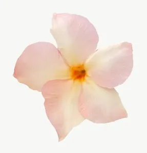 Peach plumeria flower PNG with transparent background, real photo cutout