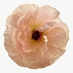 Peach ranunculus flower PNG with transparent background, real photo cutout