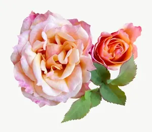 Peach rose cluster flower PNG with transparent background, real photo cutout