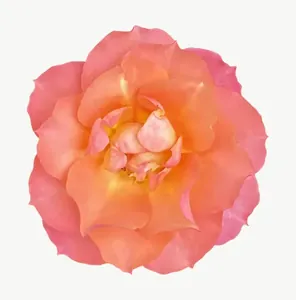 Peach rose flower, round PNG with transparent background, real photo cutout