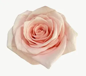 Peach rose flower, close-up PNG with transparent background, real photo cutout