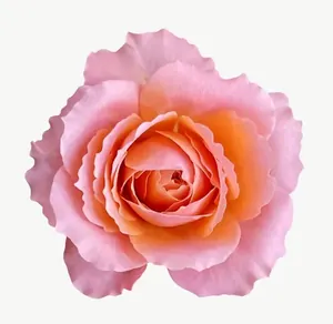 Peach rose flower, loosely framed PNG with transparent background, real photo cutout
