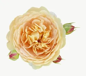 Peach rose flower, wide PNG with transparent background, real photo cutout